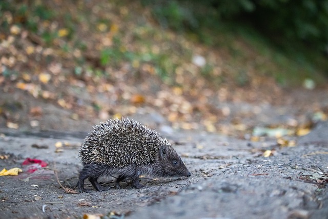 卫报：巴萨将凯恩视为取代莱万的首选目标，很可能激活违约金